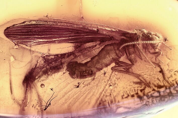 Detailed Fossil Lacewing (Nevrorthidae) In Baltic Amber #357894